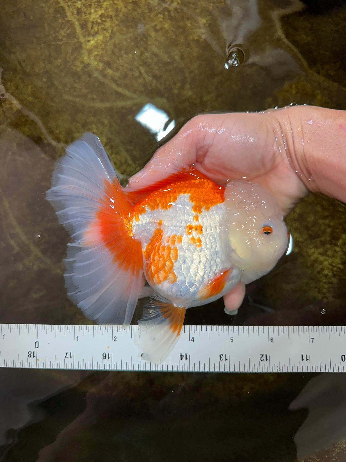 AAA Grade BEAUTY Red White Oranda Female 6.5 inches #100325OR_13