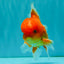 A Grade Red White Oranda Male 5-5.5 inches #082826OR_14