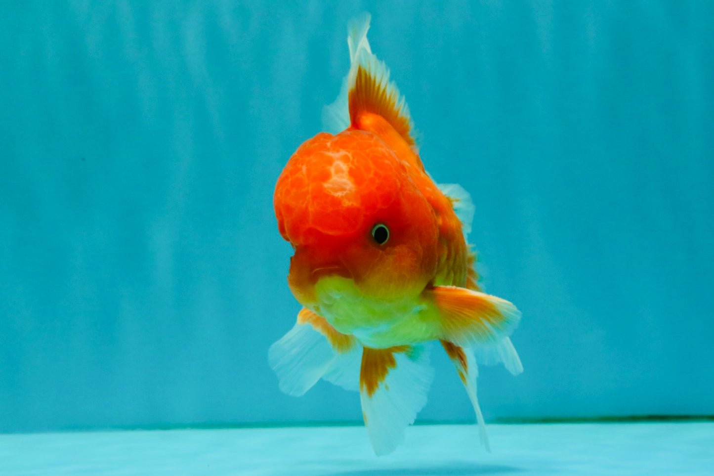 A Grade Red White Oranda Male 5-5.5 inches #082826OR_14