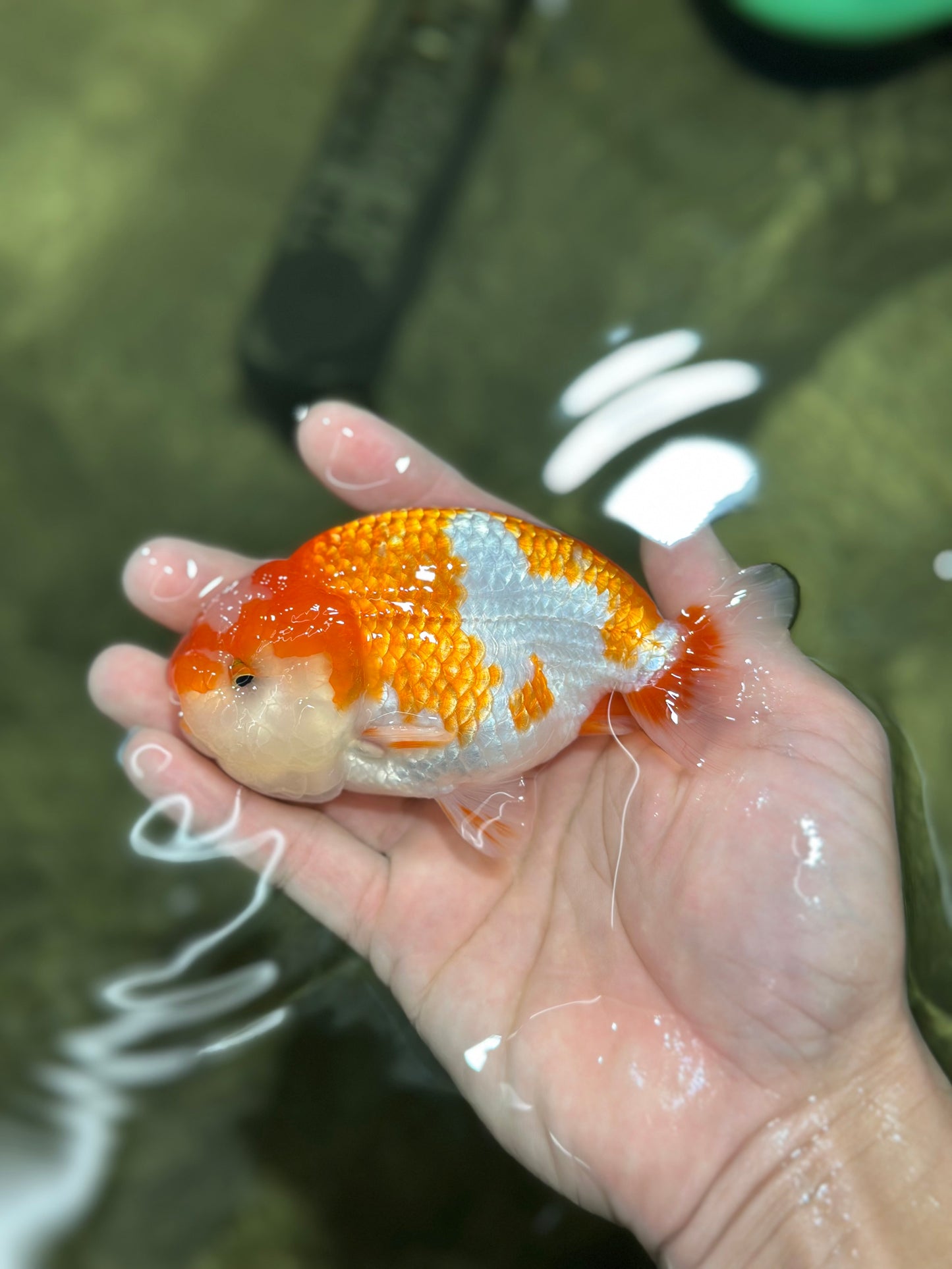 Special Kohaku Ranchu Male 4.5 inches #122724LC_09