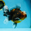 AAA Grade Chonky Kirin Oranda Male 6 inches #053025OR_26