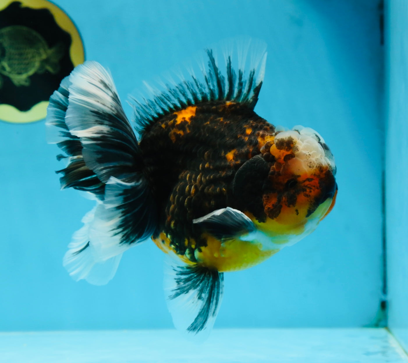 AAA Grade Chonky Kirin Oranda Male 6 inches #053025OR_26