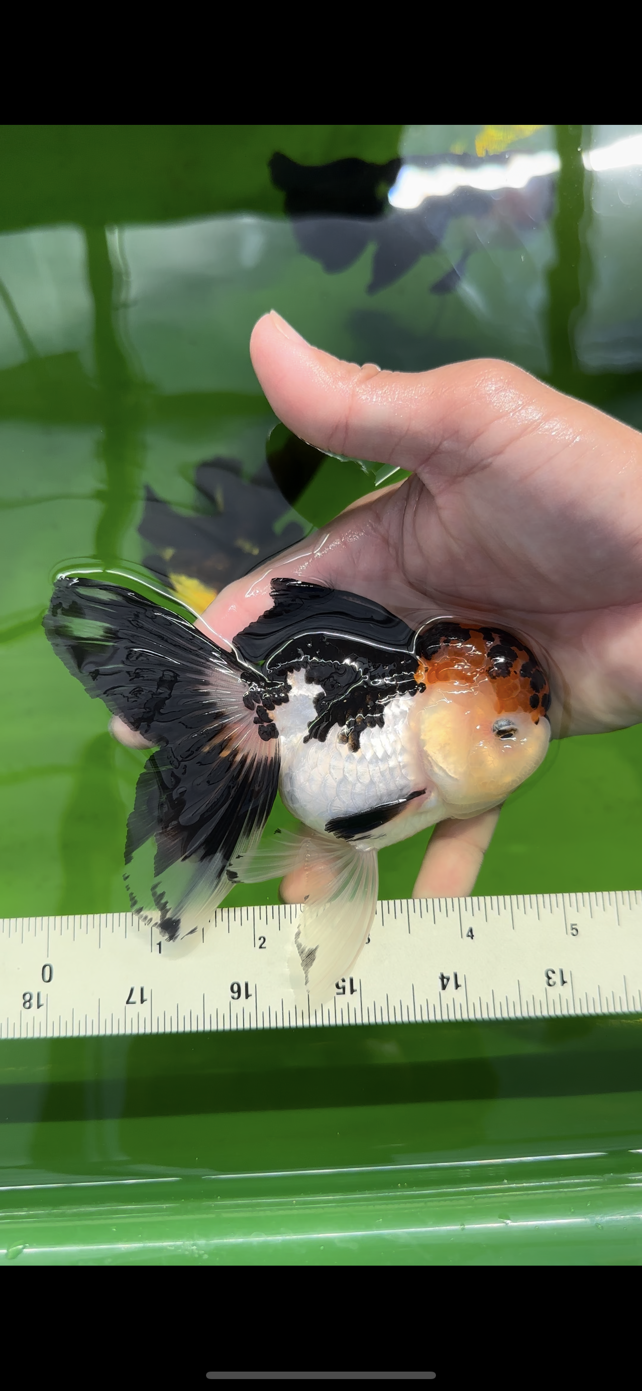 AAA Grade Lava Head Tricolor Oranda Female 5 inches #0510OR_11