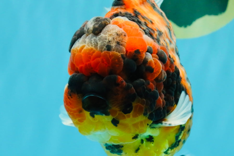 SUPER Special AAA Grade Godzilla Tiger Yuanbao Male 5 inches #022726YB_01