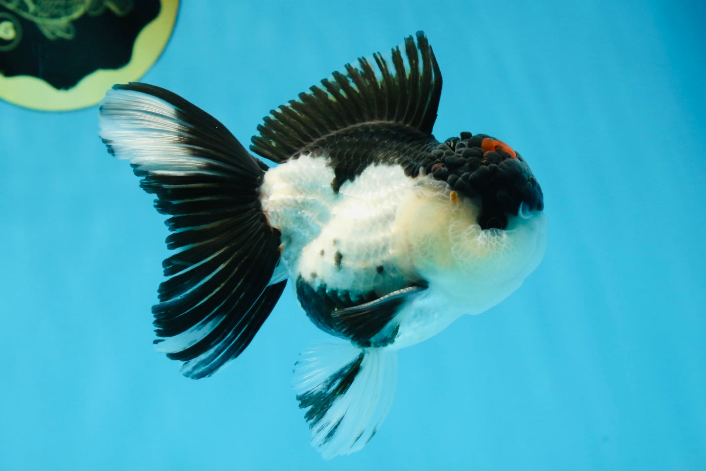 AAA Grade Tricolor Blink Button Eyes Oranda Male 4.5 inches #020725OR_34