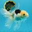 A Grade Tricolor Oranda Female 6 inches #112924OR_12