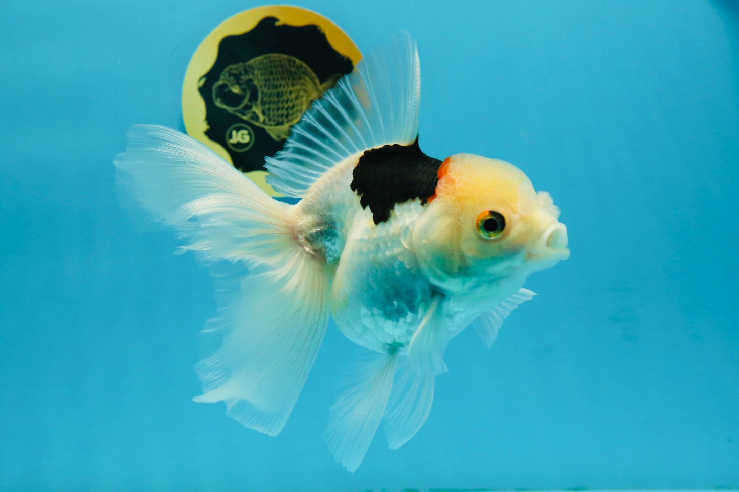 A Grade Tricolor Oranda Female 6 inches #112924OR_12