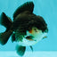 AAA Grade Panda Yuanbao Male 4.5-5 inches #082126YB_23
