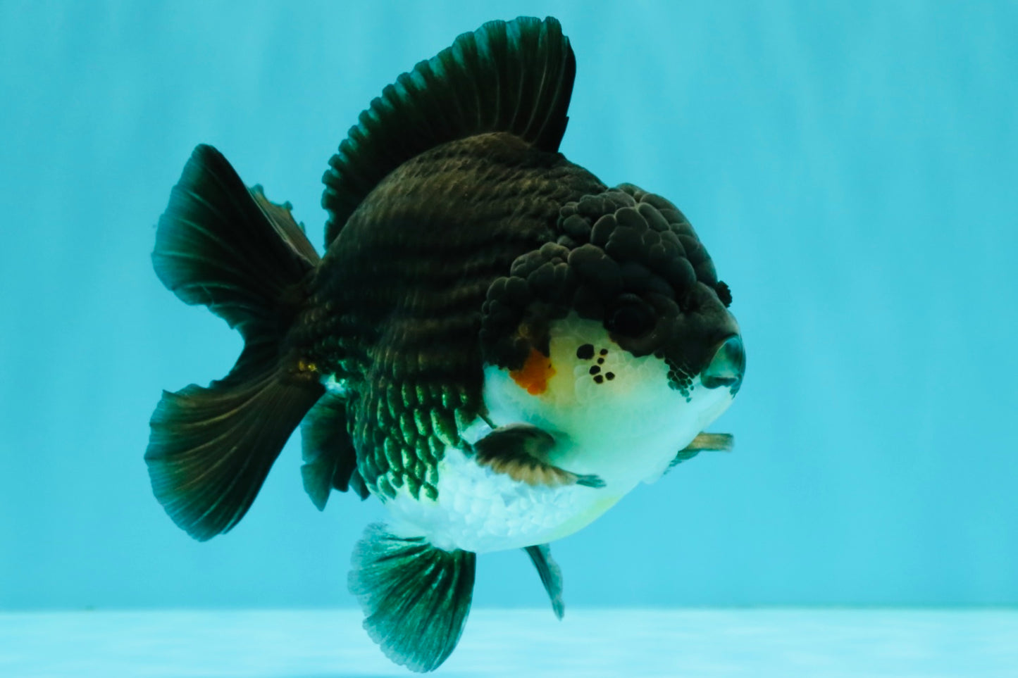 AAA Grade Panda Yuanbao Male 4.5-5 inches #082126YB_23