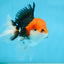 A Grade CHAPLIN Tricolor Oranda Male 5-5.5 inches #082925OR_07