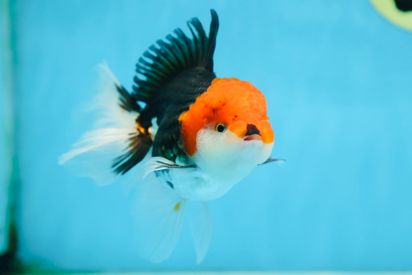 A Grade CHAPLIN Tricolor Oranda Male 5-5.5 inches #082925OR_07