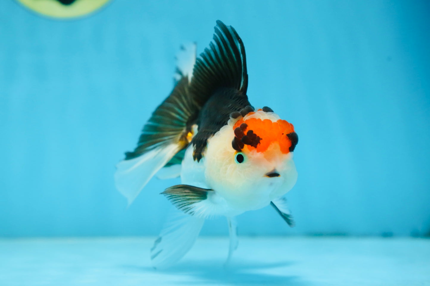 Tricolor Oranda Female 5 inches #091225OR_20