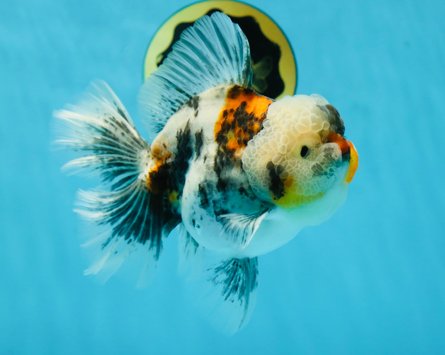 AAA Grade RARE White Tiger Oranda Female 5.5 inches #051625OR_15