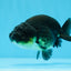 Bebé macho negro ranchu de 3,5 a 4 pulgadas #0726RC_28