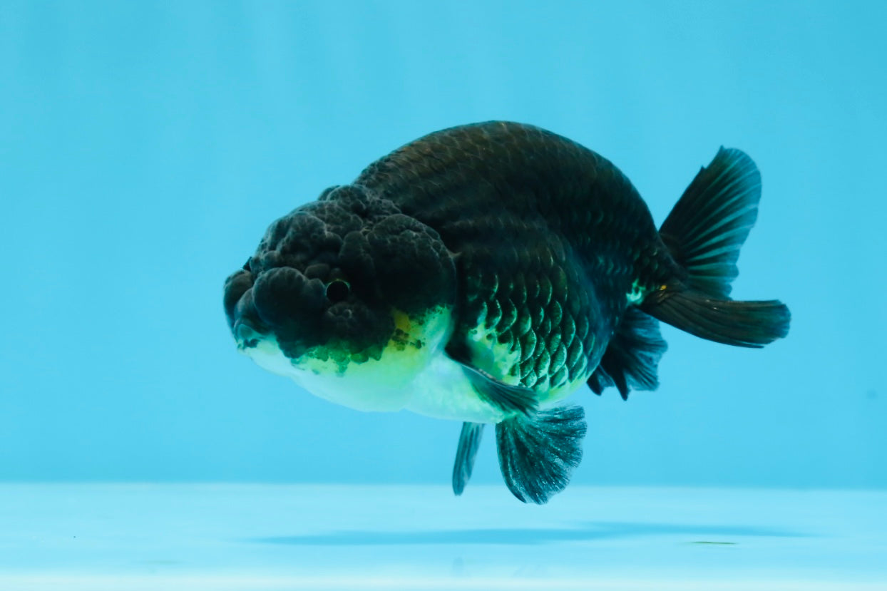 Baby Black Ranchu Male 3.5-4 inches #0726RC_28