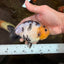 A Grade Milk Cow Ranchu Female 5 inches #101025RC_12
