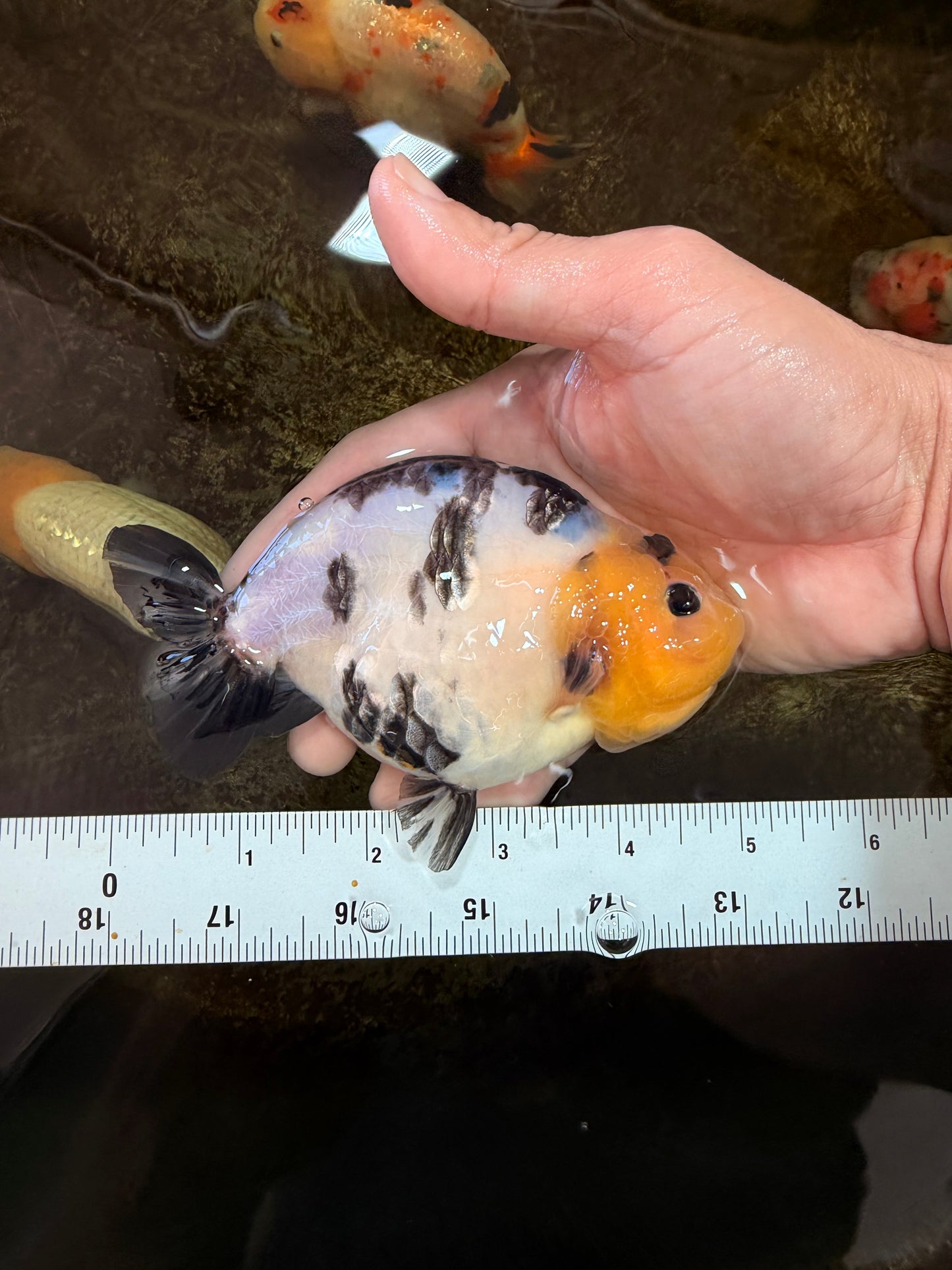 A Grade Milk Cow Ranchu Female 5 inches #101025RC_12