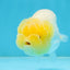 AAA Grade Young Lemonhead LionQueen 4 inches #101025LC_02