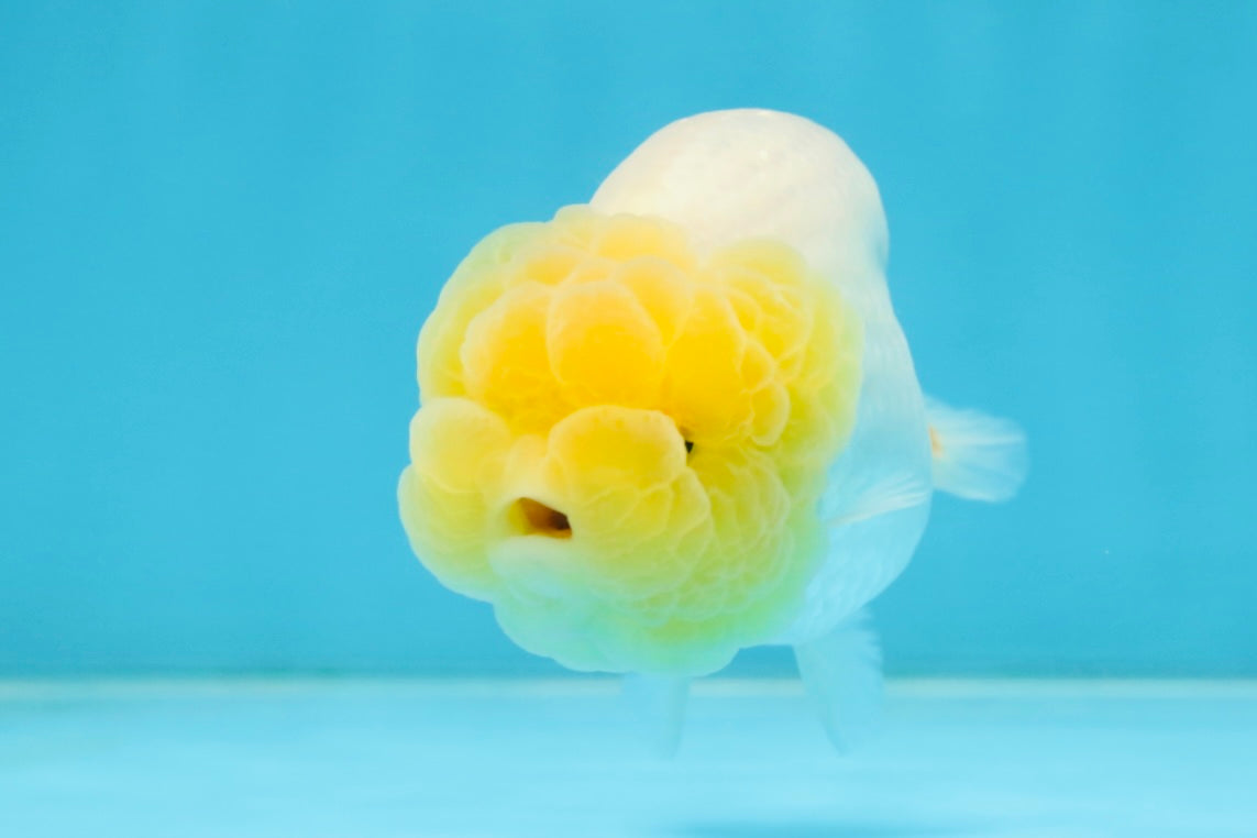 AAA Grade Young Lemonhead LionQueen 4 inches #101025LC_02