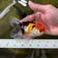 A Grade Tricolor Oranda Male 4.5 inches #050225OR_10