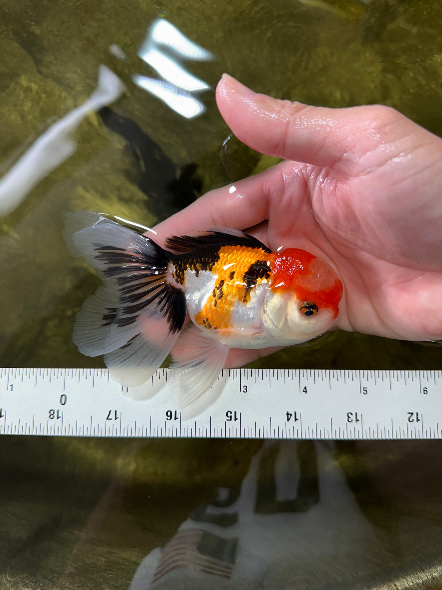 A Grade Tricolor Oranda Male 4.5 inches #050225OR_10