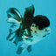 SPECIAL A Grade Panda Oranda Male 5-5.5 inches #030626OR_24