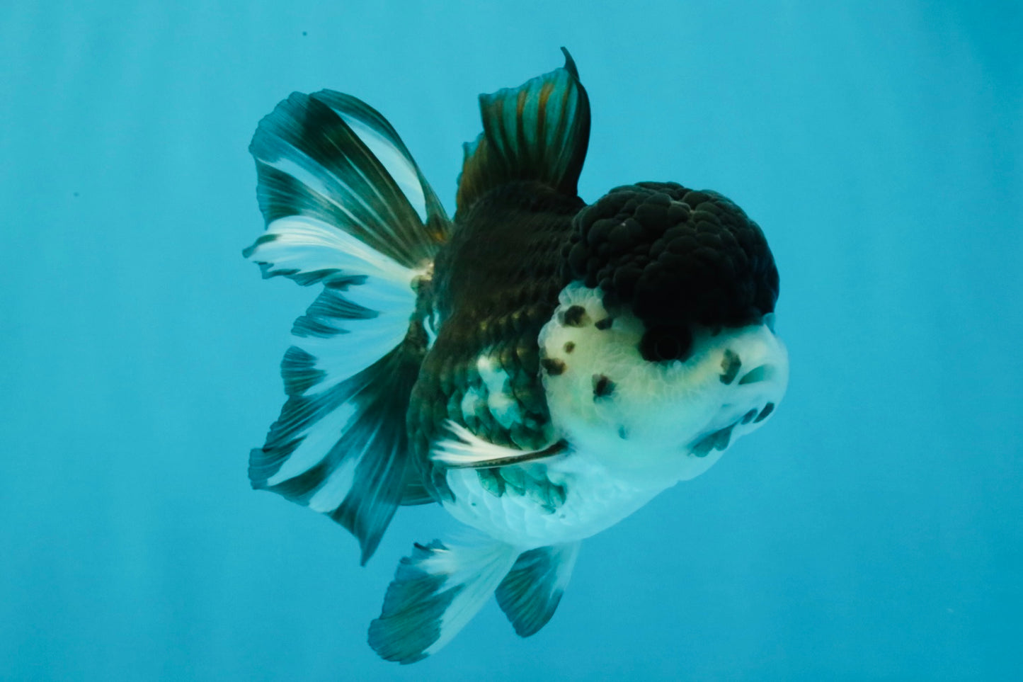 SPECIAL A Grade Panda Oranda Male 5-5.5 inches #030626OR_24