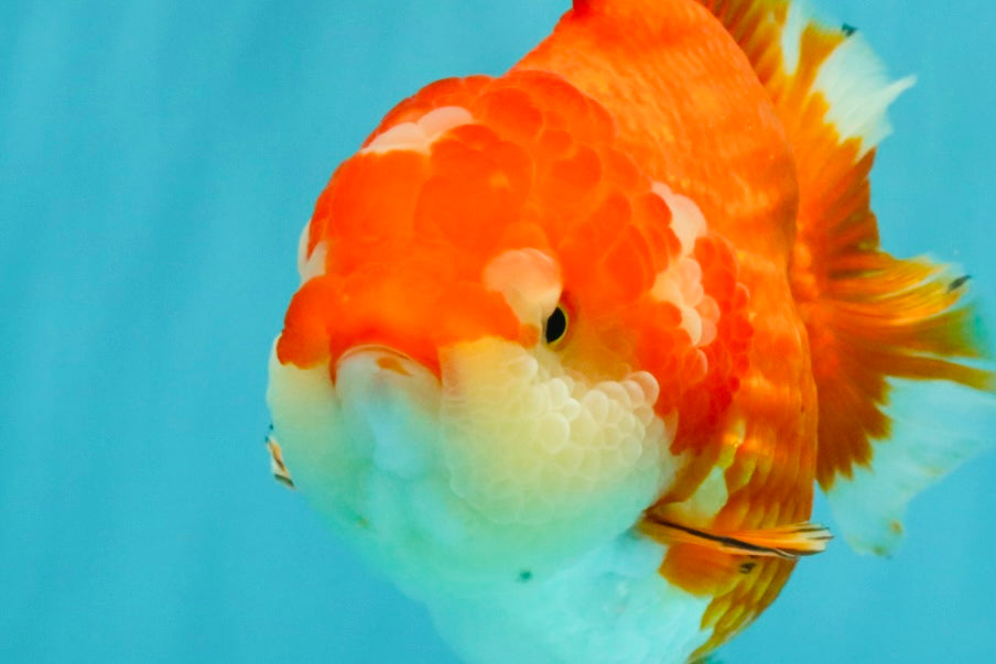 CHUBBY A Grade Red White Yuanbao Female  5.5-6 inches #042426YB_13