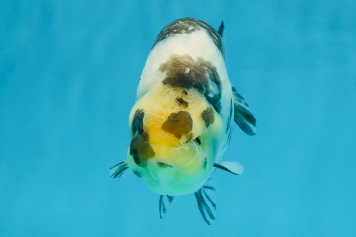 Cow Chinese Ranchu Female 5-5.5 inches #103125RC_08