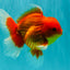 A Grade Strong Body Structure Red White Oranda Male 5-5.5 inches #062626OR_27