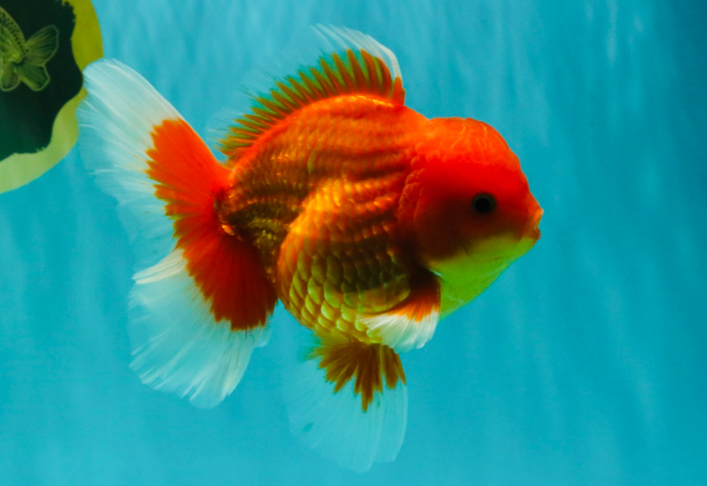 A Grade Strong Body Structure Red White Oranda Male 5-5.5 inches #062626OR_27