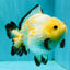 AAA Grade White Button Eyes Yuanbao Female 5.5 inches #062626YB_13