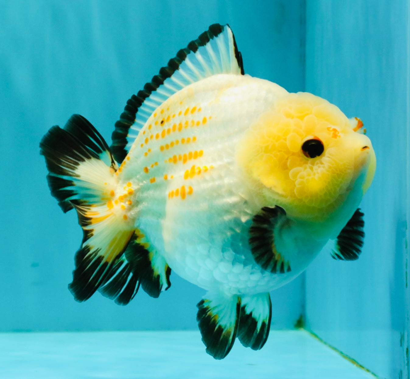 AAA Grade White Button Eyes Yuanbao Female 5.5 inches #062626YB_13