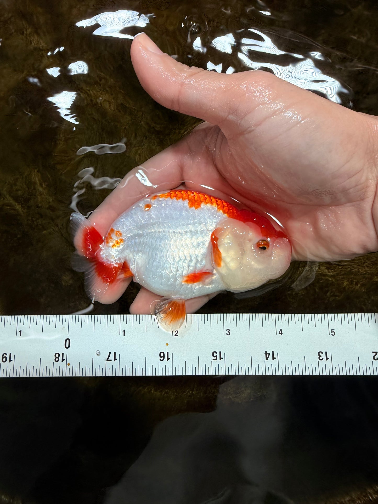 A Grade Red White LionQueen 4-4.5 inches #112125LC_11