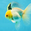 AAA Grade White Oranda Male 5 inches #042525OR_11