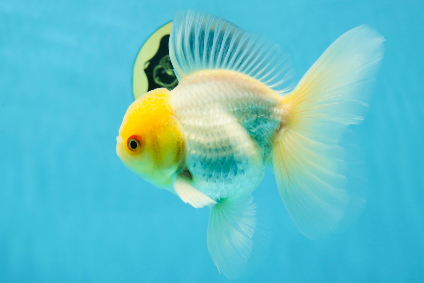 AAA Grade White Oranda Male 5 inches #042525OR_11