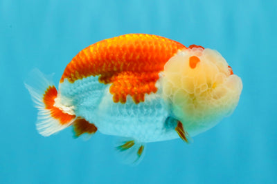 BIG WEN A Grade Red White LionQueen 4.5 inches #041026LC_15