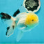 A Grade Lemonhead Panda Oranda Female 5.5 inches #1004OR_34