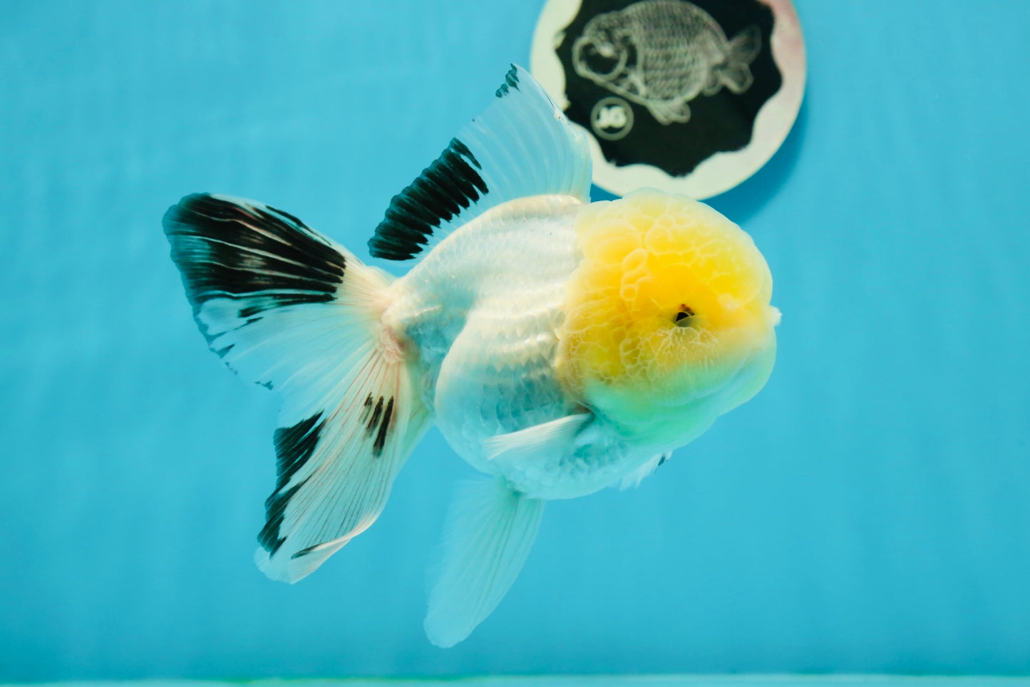 A Grade Lemonhead Panda Oranda Female 5.5 inches #1004OR_34