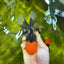 Tricolor Orange Head Oranda Female 5 inches #122923OR_02
