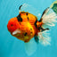 A Grade Super Big Body Tiger Oranda Male 6.5 inches #061926OR_04