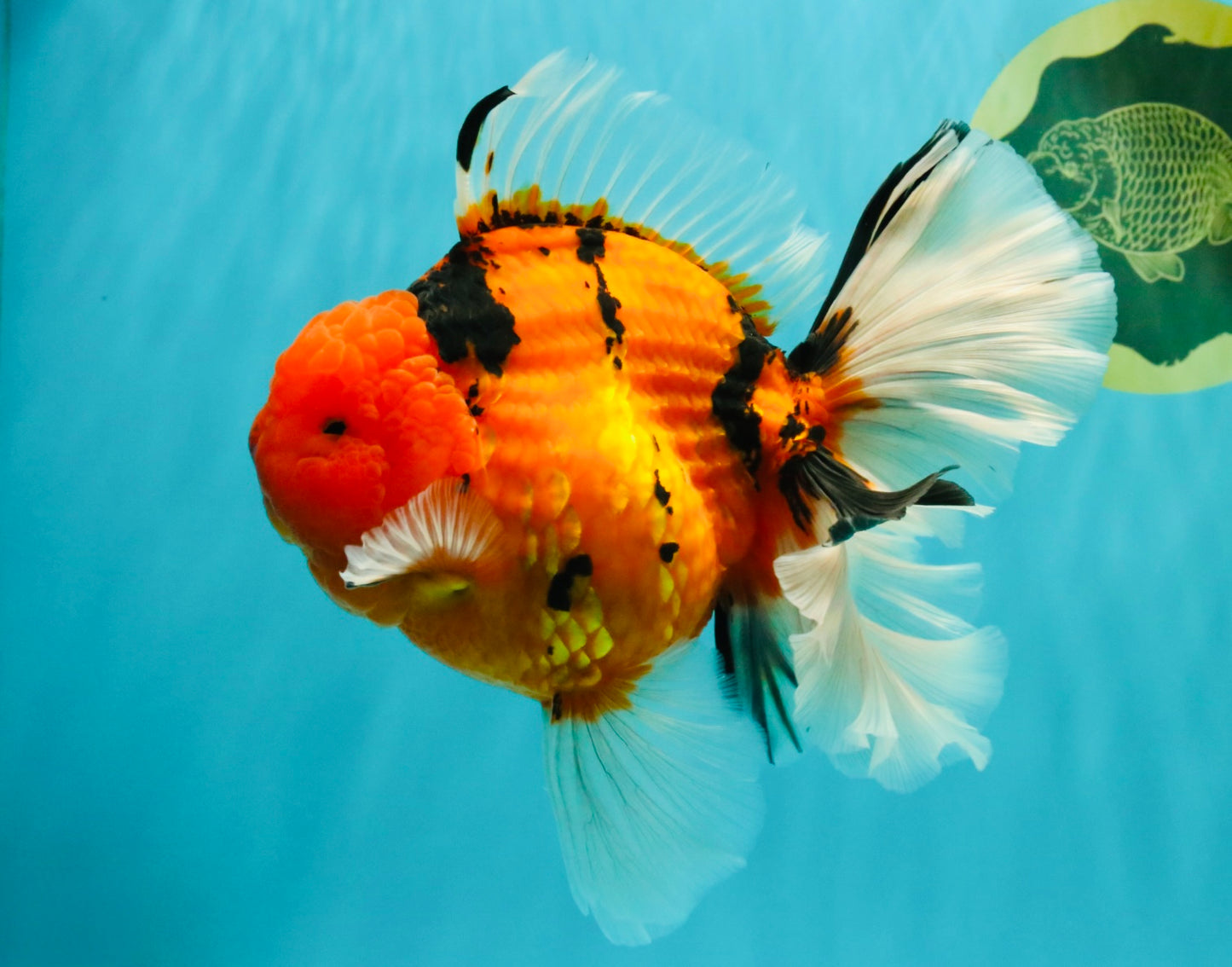 A Grade Super Big Body Tiger Oranda Male 6.5 inches #061926OR_04