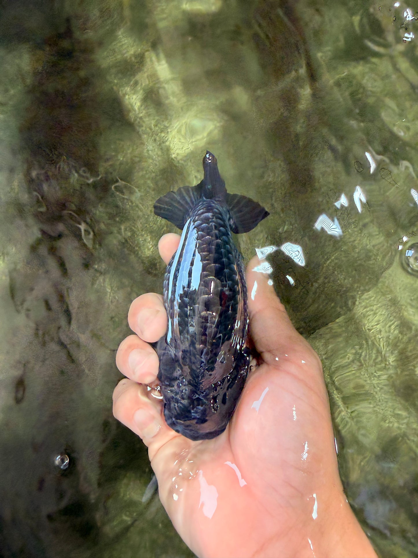CHUBBY A Grade Blue Ranchu Female 5 inches #080726RC_29
