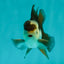 Panda Oranda Male 3.5-4 inches #1018OR_16