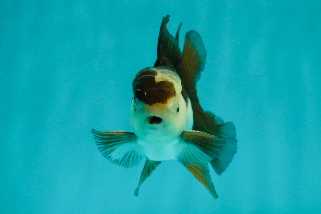 Panda Oranda Male 3.5-4 inches #1018OR_16