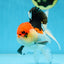 A Grade Tricolor Oranda Male 5 inches #080825OR_01