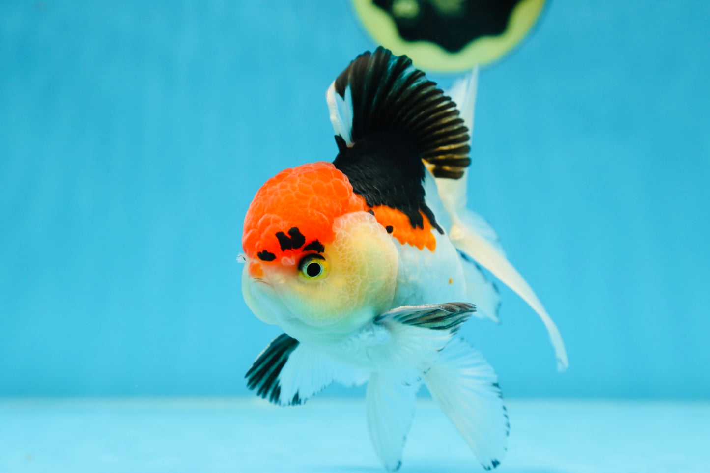 A Grade Tricolor Oranda Male 5 inches #080825OR_01
