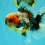 FLUFFY AAA Grade Calico Kirin Oranda Male 7 inches #100926OR_09