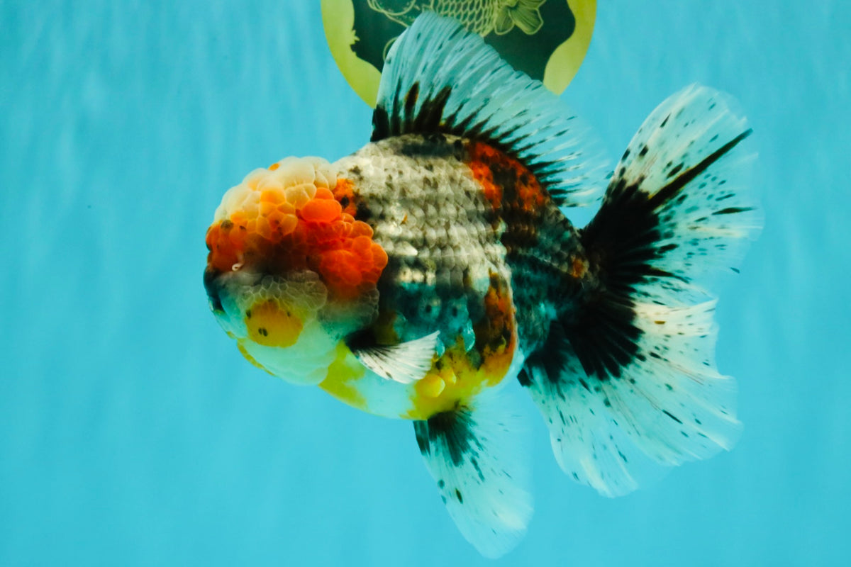 FLUFFY AAA Grade Calico Kirin Oranda Male 7 inches #100926OR_09