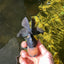 A Grade UNIQUE Lemonhead Panda Button Eyes Oranda Male 4.5-5 inches #1018OR_23